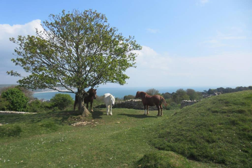 225 Buttercup Swanage Bay View - Vacation Home 外观 照片
